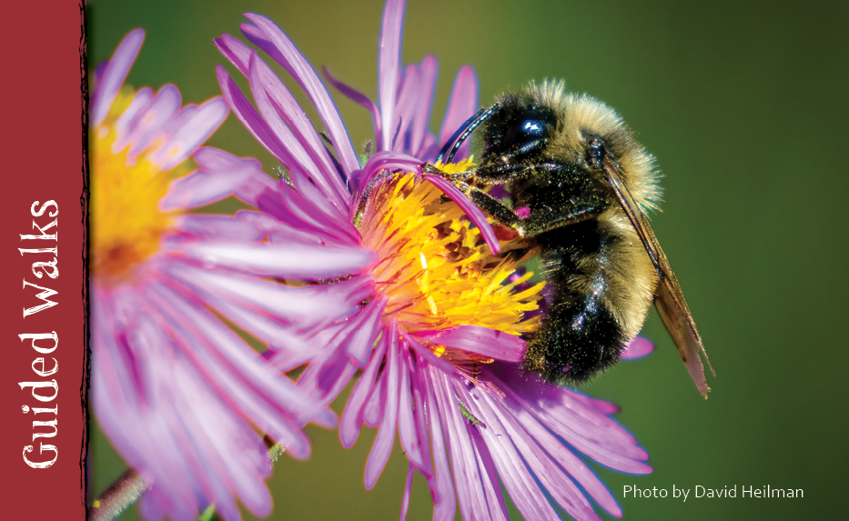 A honeybee collects pollen from a pink and yellow flower.