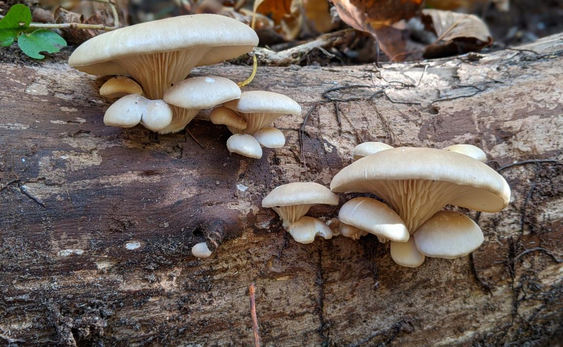 A closeup photo of chanterelle mushrooms growing.