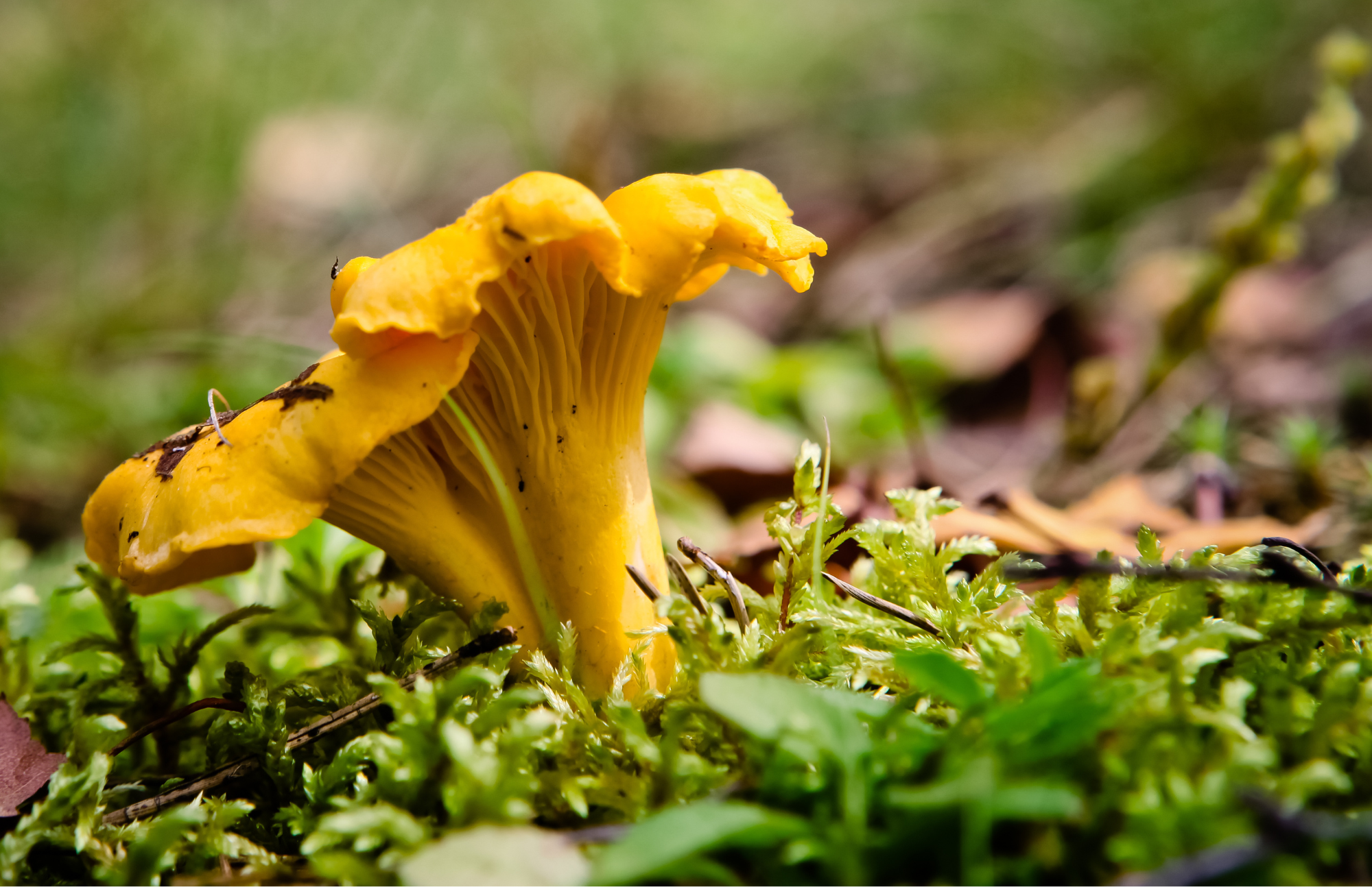 A closeup photo of chanterelle mushrooms growing.
