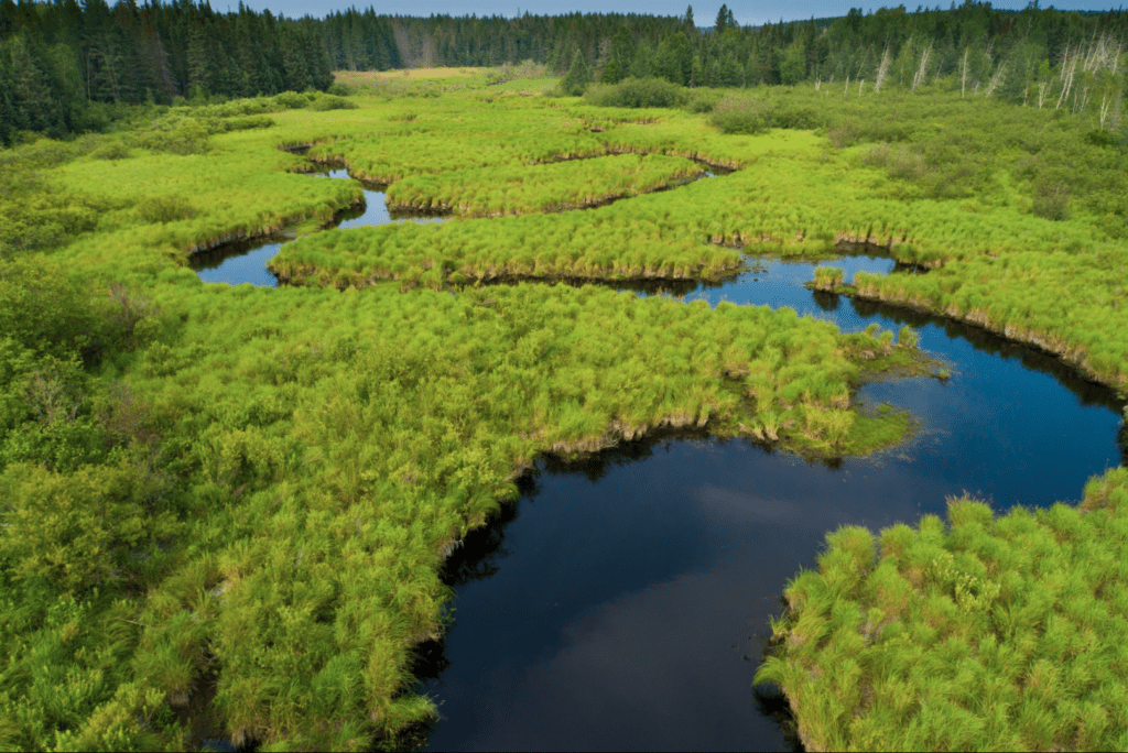 A creek winding through the Pelican River Forest.