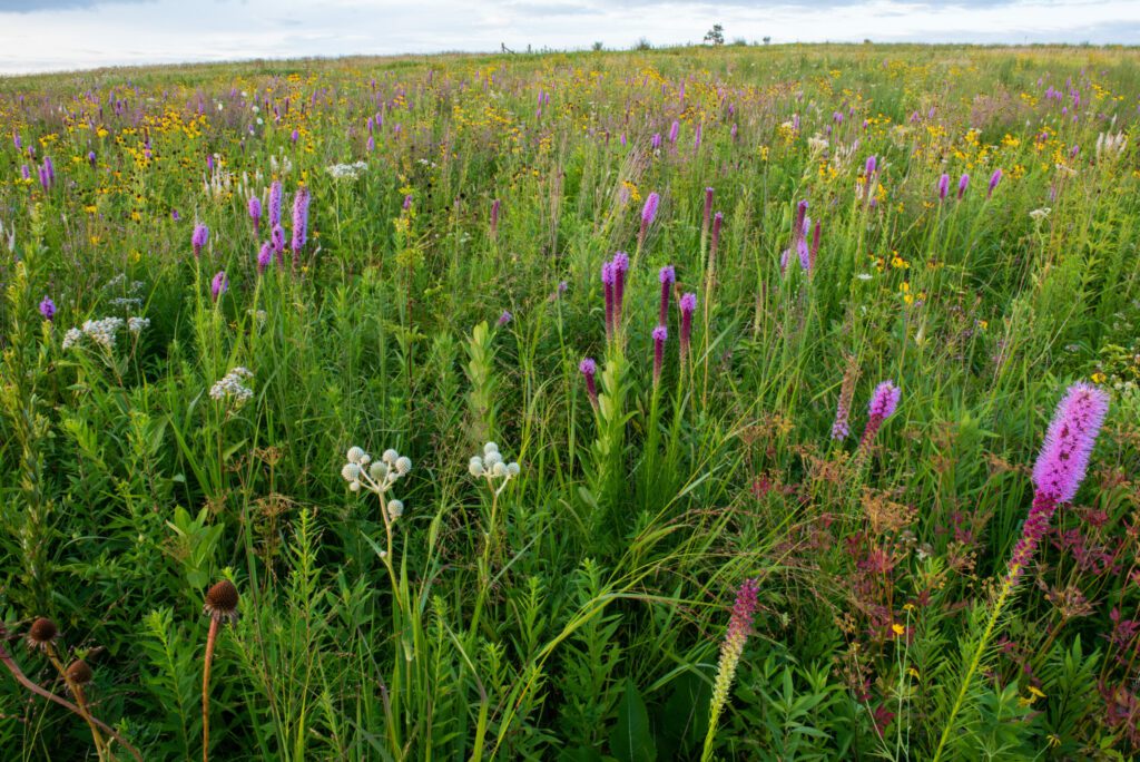 Grassland with a variety of vegetation on a cloudy day