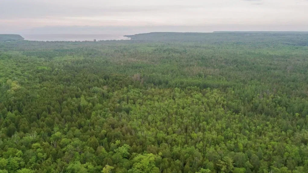 Aerial view of a swamp with many trees with green leaves