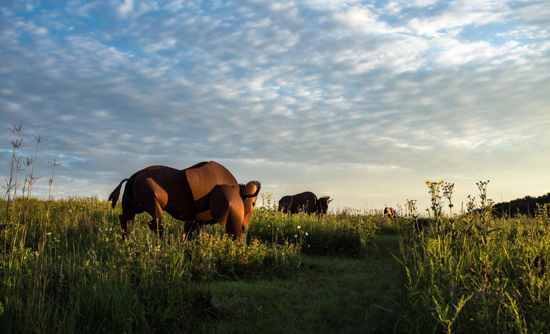 A photo taken during golden hour shows two large, metal sculptures of bison standing in a prairie.