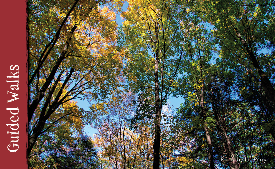 A colorful canopy of various trees.