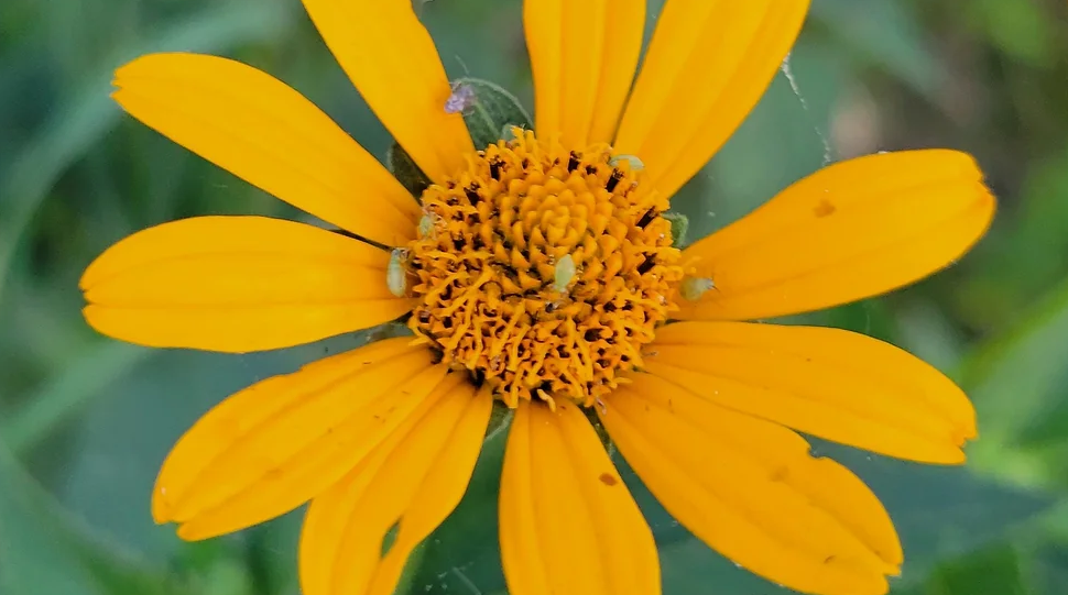 A closeup photo of a yellow flower with small green bugs on it.