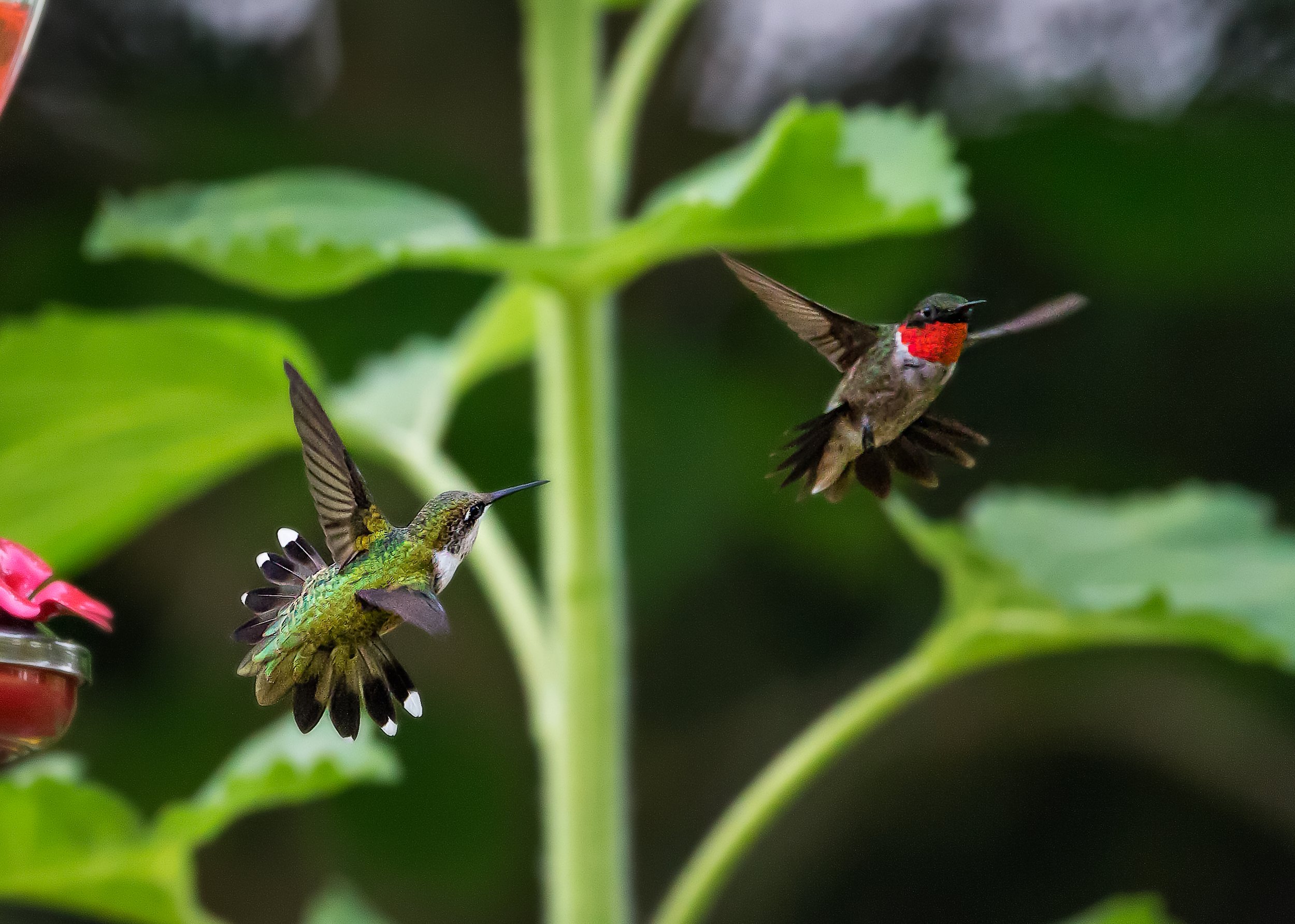 A photo of two hummingbirds in flight near a stalky, green plant.