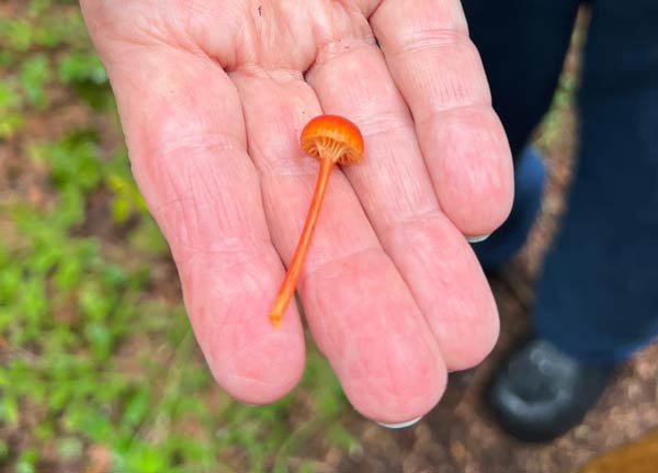 A person holds a singular, very small, orange mushroom.