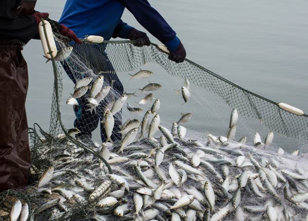 Fishermen pull on a fishing net full of fish.