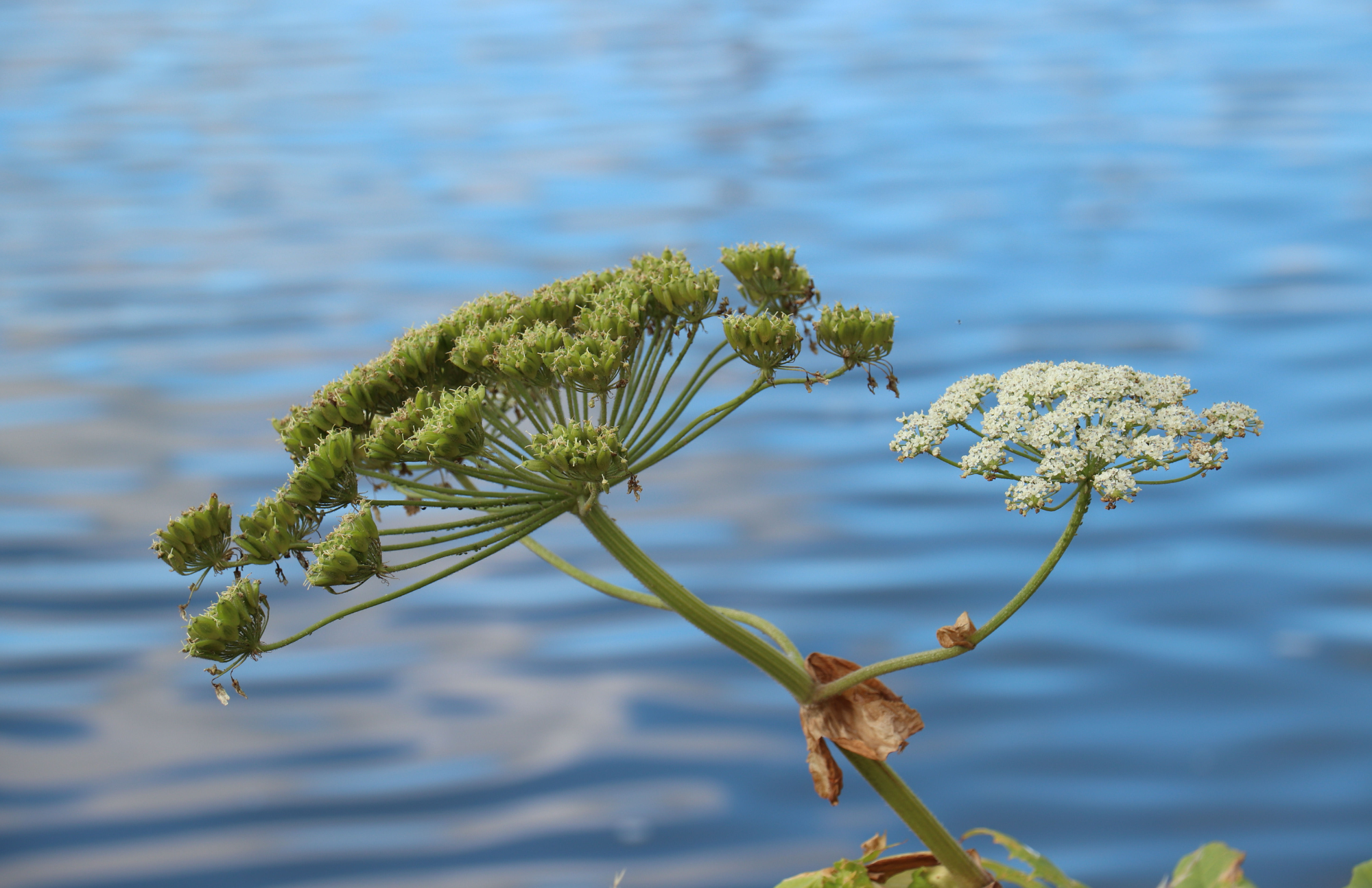 A photo of giant hogweed, an invasive plant, with water in the background.