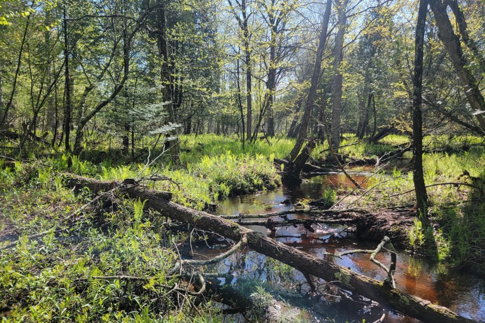 Stream in a forest surrounded by fallen trees and green vegetation