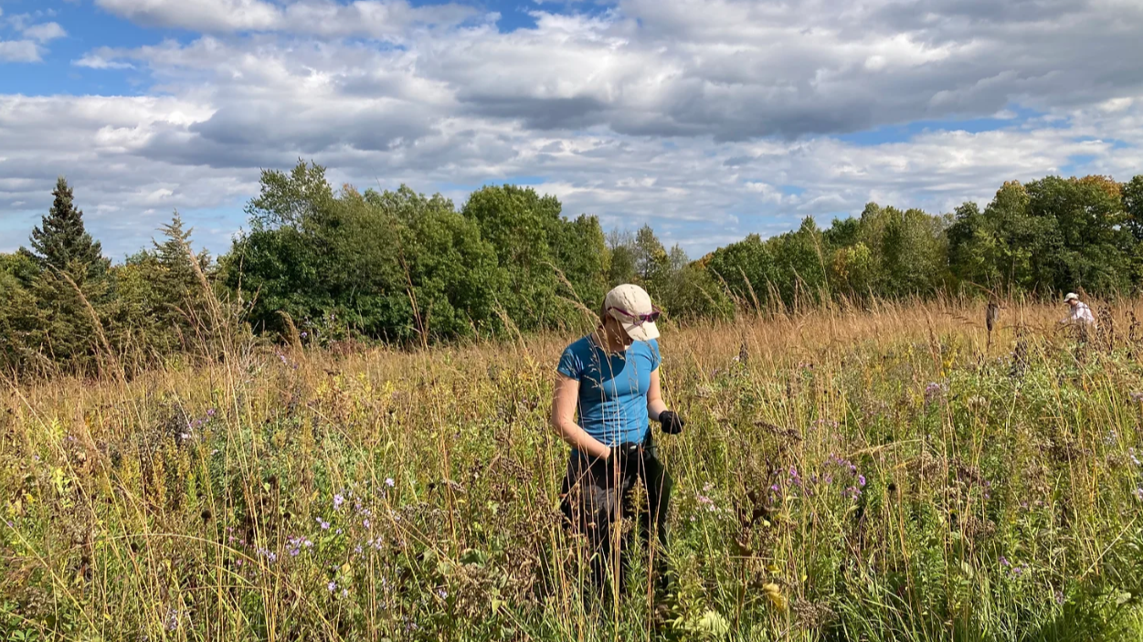 A person stands in the middle of a prairie, collecting seeds.