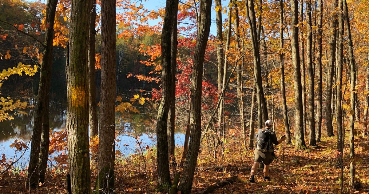 An individual holding a walking stick hikes on a forest trail. The leaves on the trees in the photo have changed color for fall.