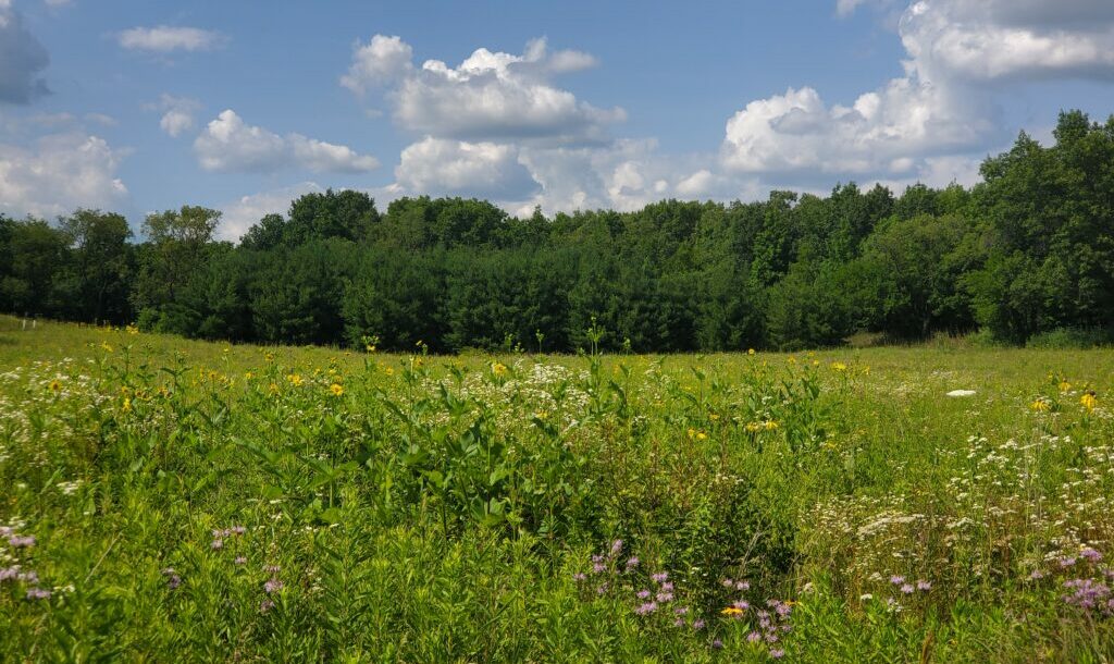 A landscape photo shows native flowers and grasses in the foreground. A tree line cuts through the middle of the photo with a blue, cloudy sky hanging overhead.