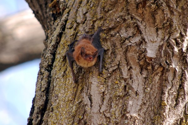 Little brown bat on tree.