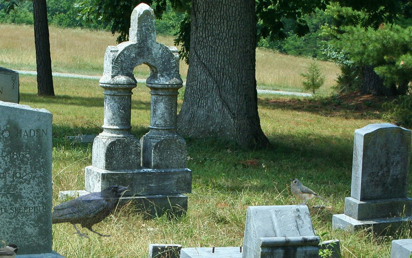 Birds in a cemetery