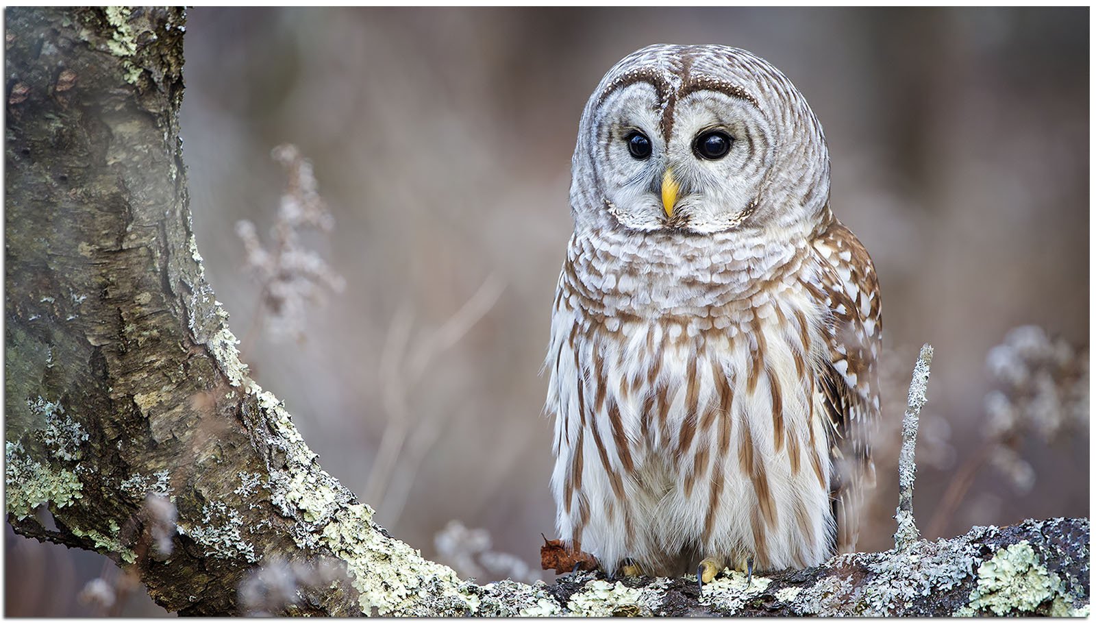 Barred owl in a tree