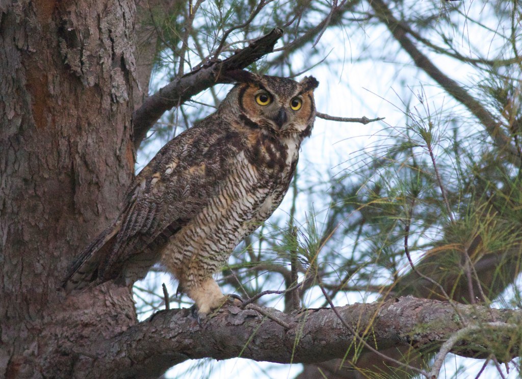 Great horned owl in a tree.