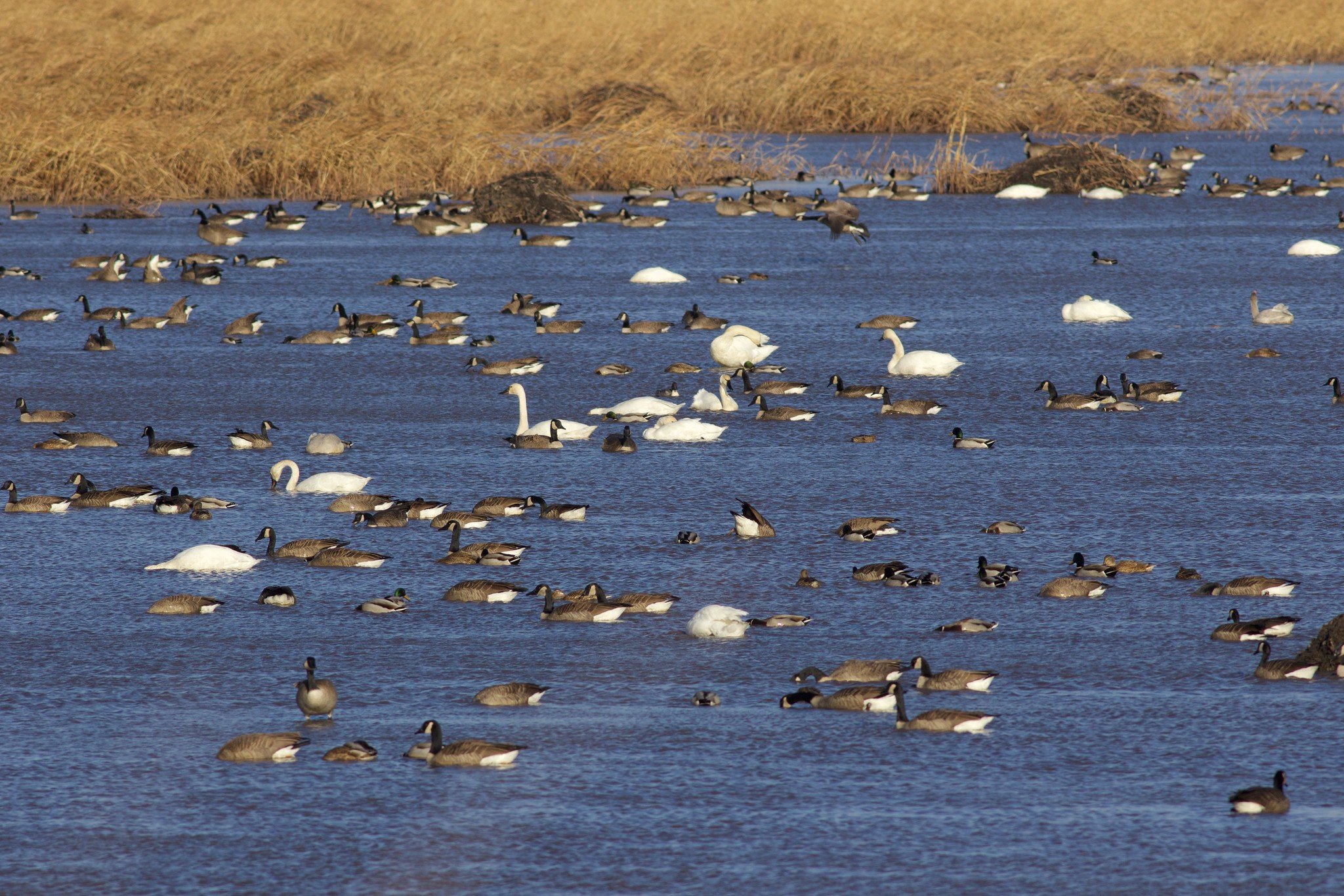 Geese and swans on a pond