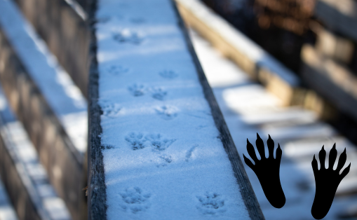 Animal tracks in the snow.