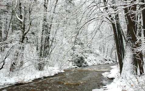 Wintery stream surrounded by snow-covered trees.