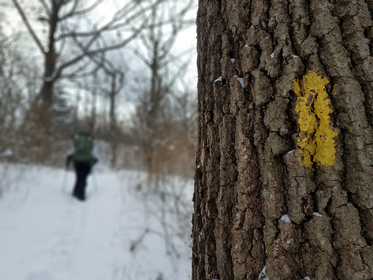 Close-up on a snowy tree with a cross country skier in the background