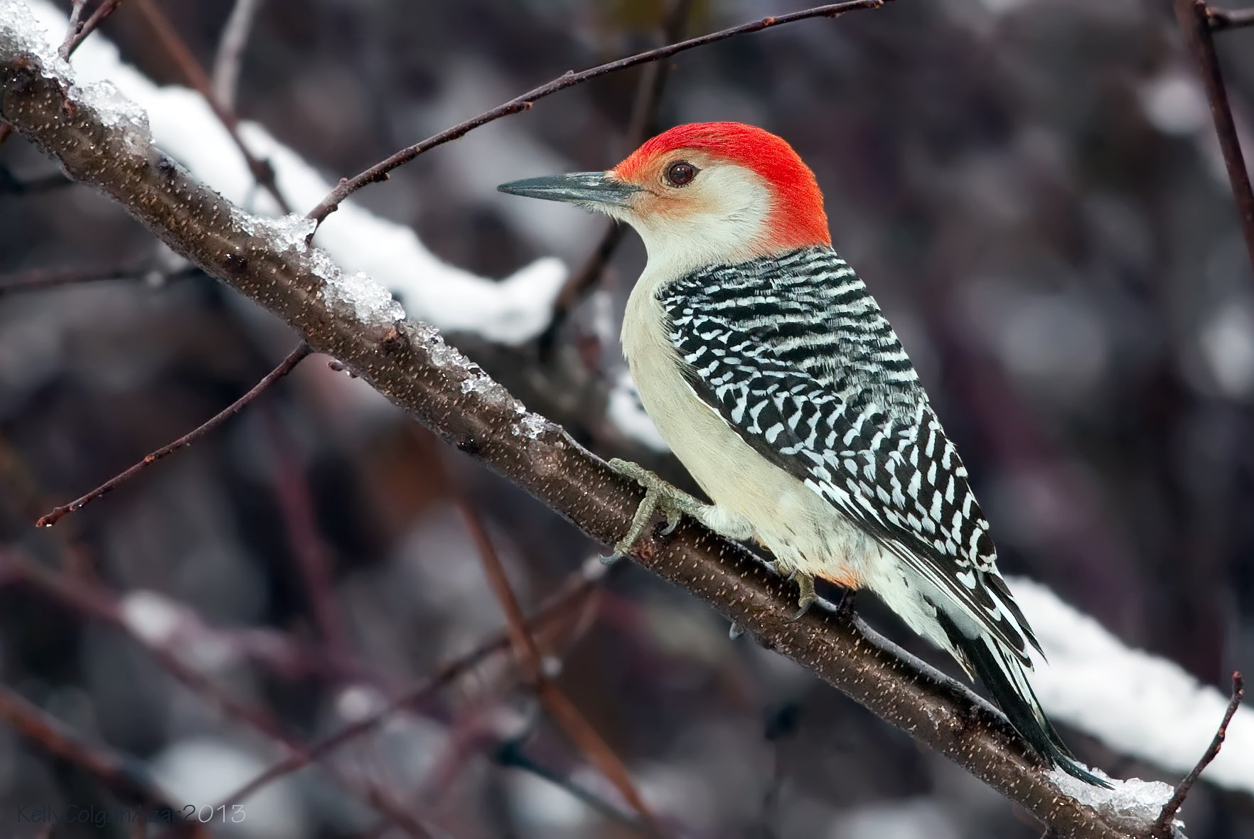 Red Bellied Woodpecker in a snowy tree