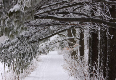 A trail through a wintery forest.