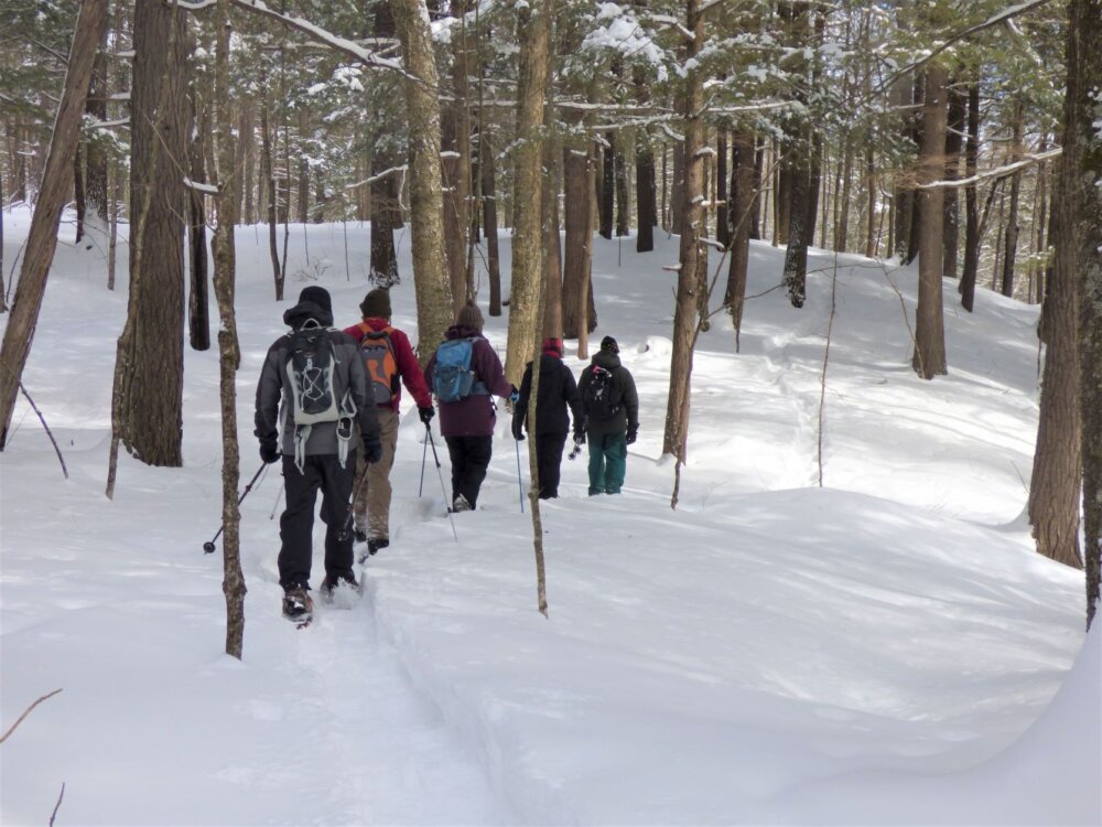 A group of people snowshoeing through the trees.