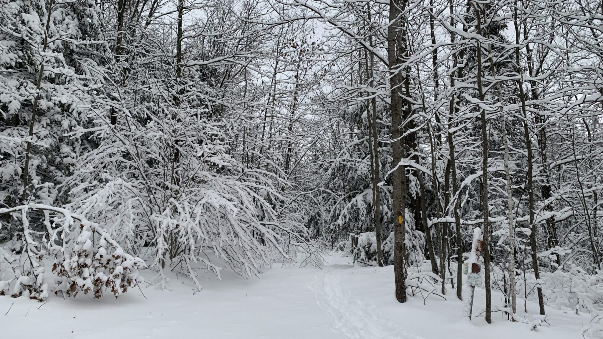 Wintery forest scene.