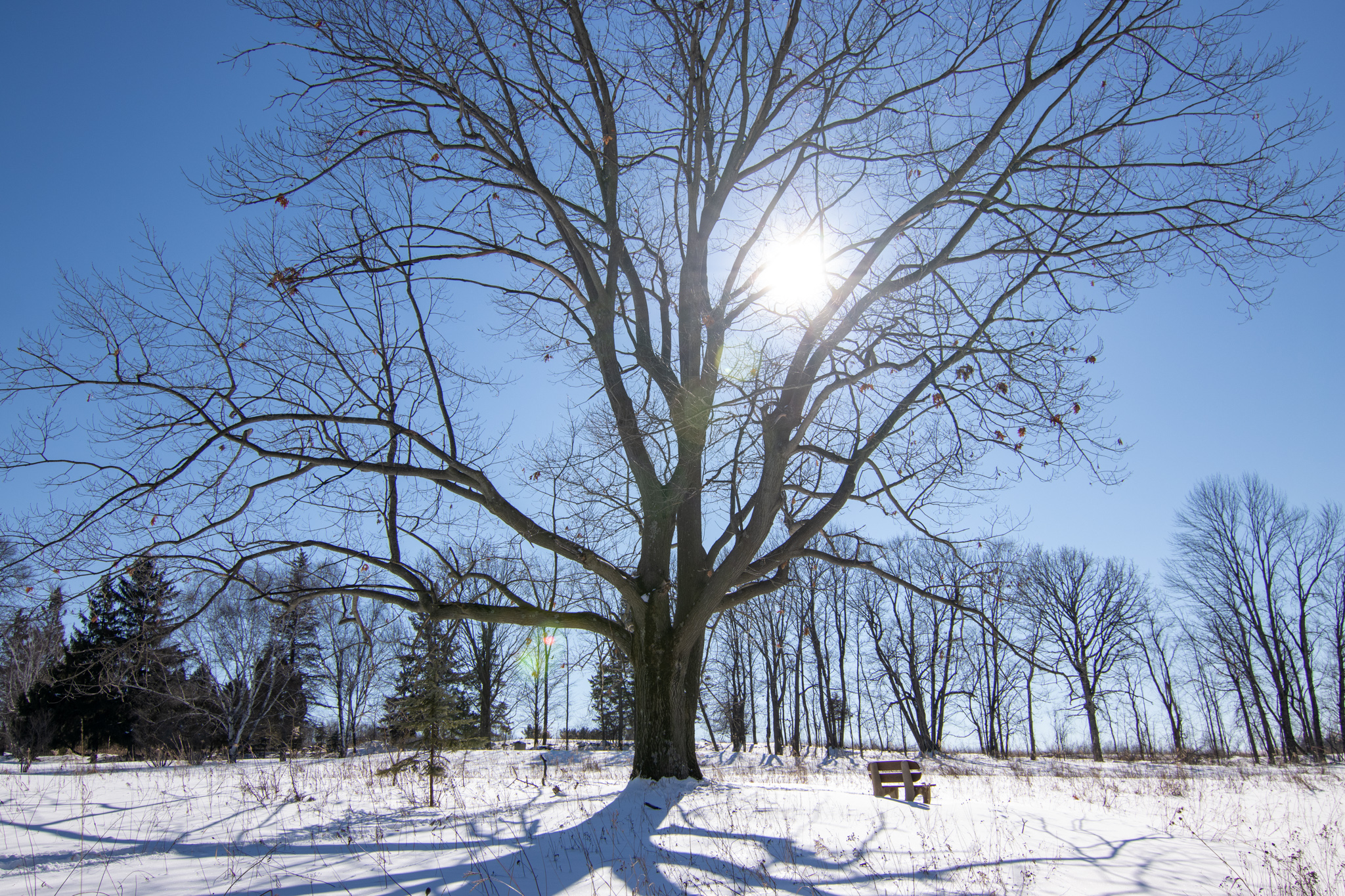 A large oak tree in a snowy Joan M. Pick Nature Preserve.