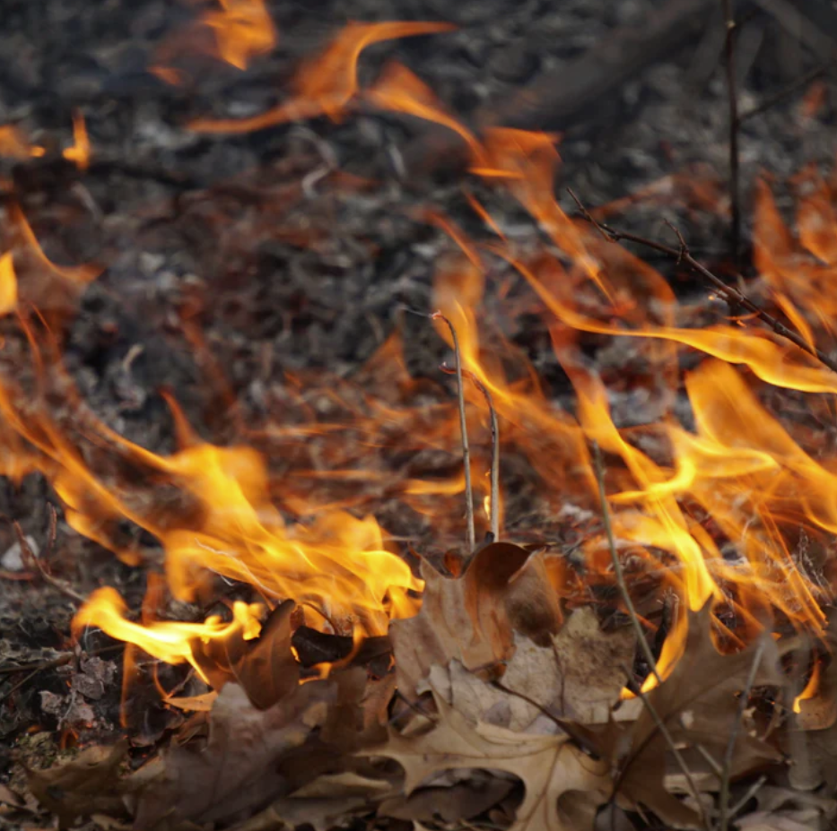 A fire burning on the forest floor.