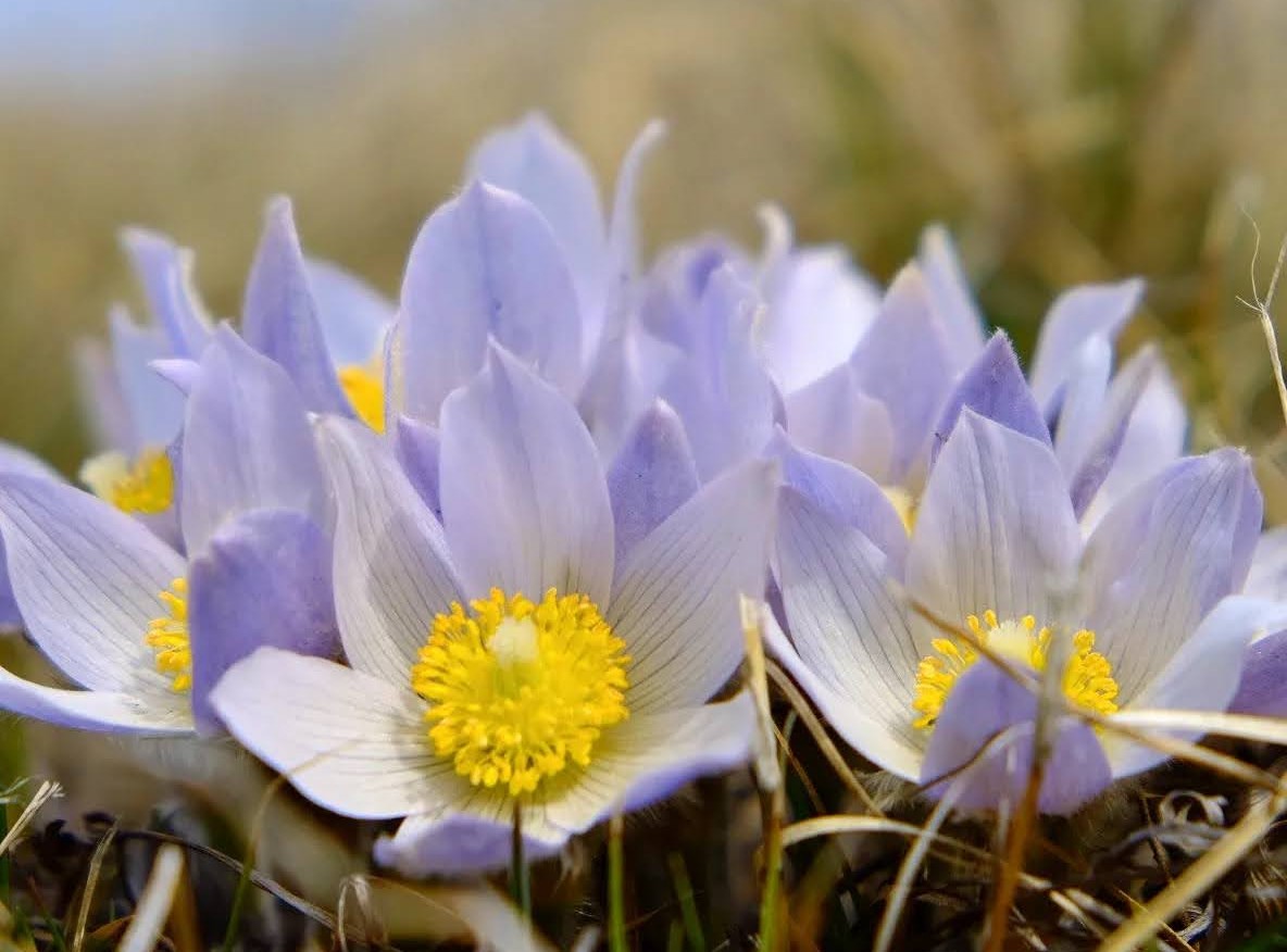 Purple pasque flowers with yellow centers.