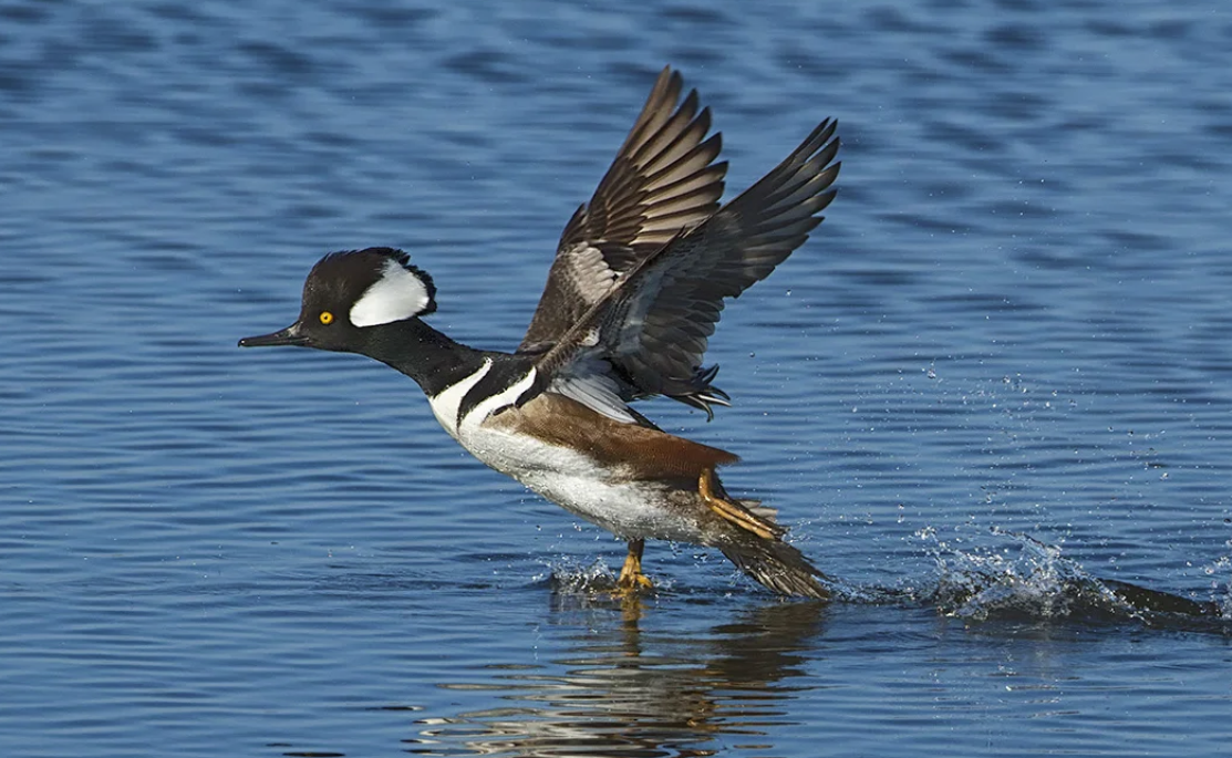 A hooded merganser landed in water.