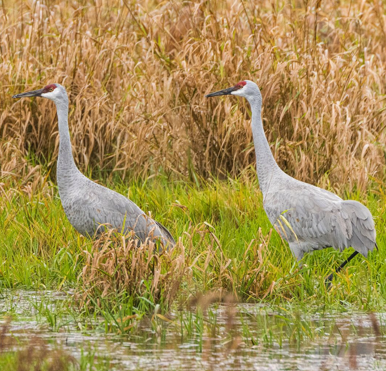 Two cranes walking in a wetland.