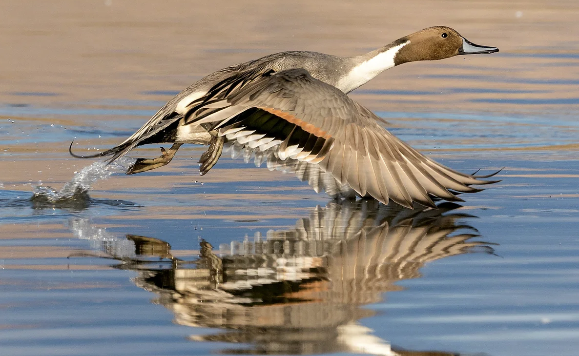 A migratory goose taking off in flight from water.