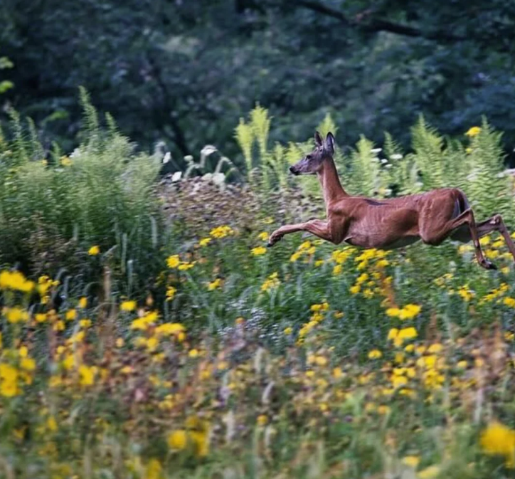 A deer running through a patch of wildflowers.