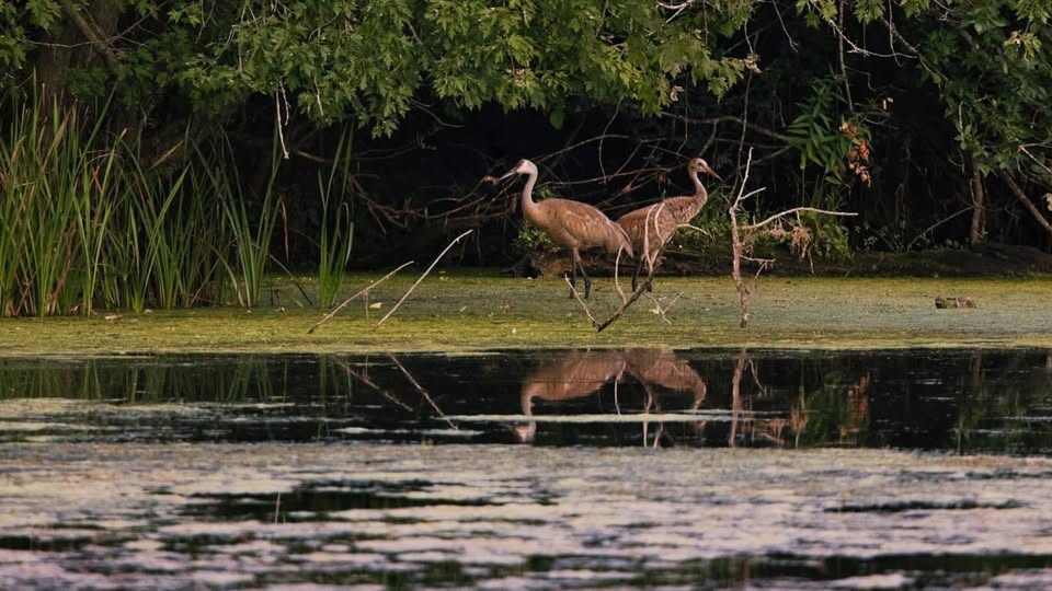 Two cranes on the shore of a lake.