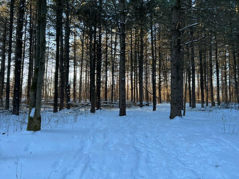 A dense forest in winter.