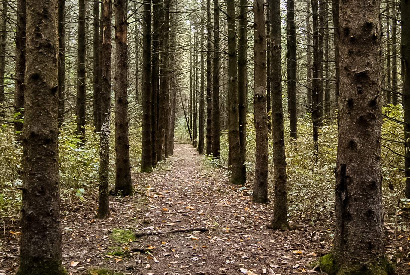 A nature path through a forest of tall skinny trees.