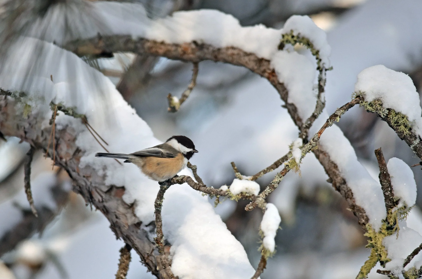 A chickadee on a branch in winter.