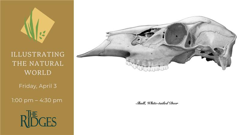 Illustration of a deer skull.