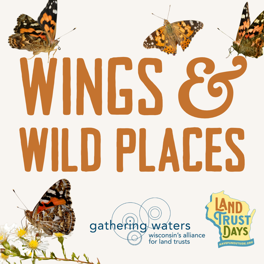 Graphic for a butterfly release events with orange text and several butterflies.